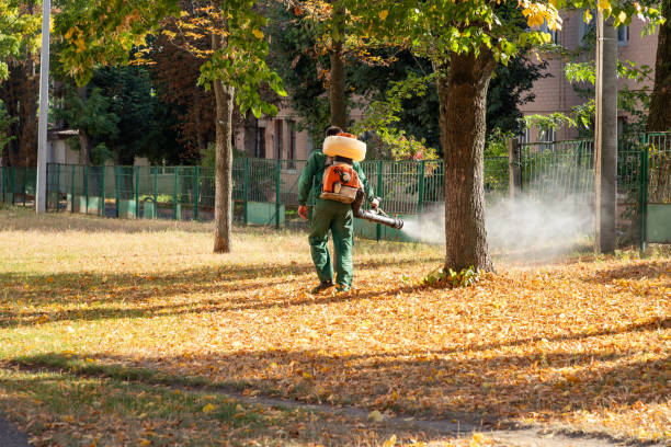 Wasp Removal Services in Orland, CA
